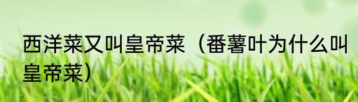 西洋菜又叫皇帝菜（番薯叶为什么叫皇帝菜）