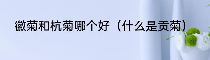 徽菊和杭菊哪个好（什么是贡菊）