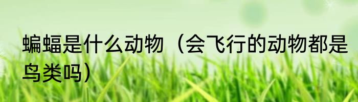 蝙蝠是什么动物（会飞行的动物都是鸟类吗）
