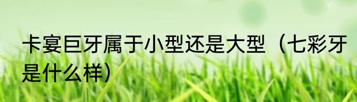 卡宴巨牙属于小型还是大型（七彩牙是什么样）