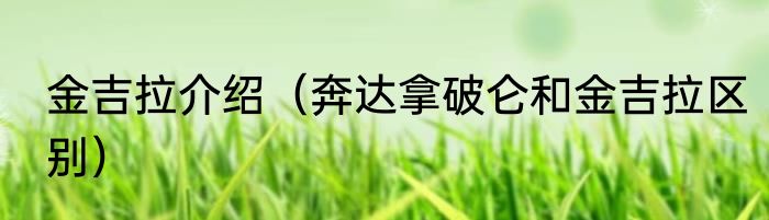 金吉拉介绍（奔达拿破仑和金吉拉区别）