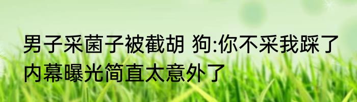 男子采菌子被截胡 狗:你不采我踩了 内幕曝光简直太意外了