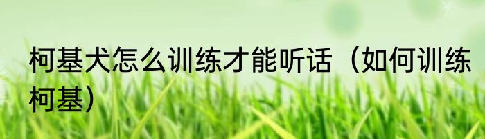 柯基犬怎么训练才能听话（如何训练柯基）