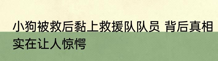 小狗被救后黏上救援队队员 背后真相实在让人惊愕