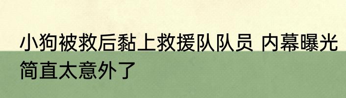 小狗被救后黏上救援队队员 内幕曝光简直太意外了