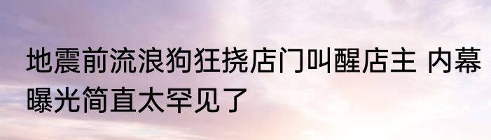 地震前流浪狗狂挠店门叫醒店主 内幕曝光简直太罕见了
