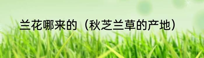 兰花哪来的（秋芝兰草的产地）