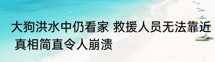 大狗洪水中仍看家 救援人员无法靠近 真相简直令人崩溃