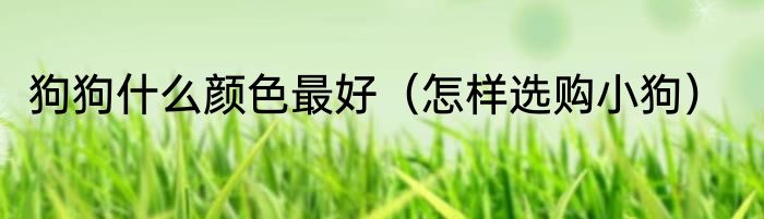 狗狗什么颜色最好（怎样选购小狗）