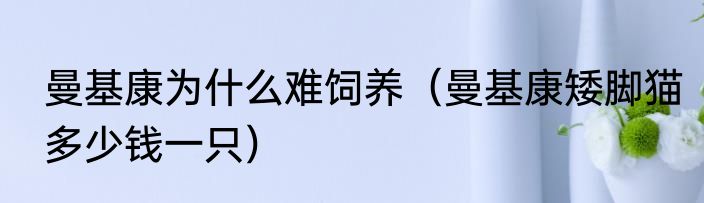 曼基康为什么难饲养（曼基康矮脚猫多少钱一只）