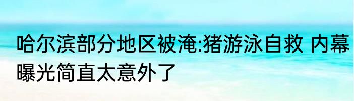 哈尔滨部分地区被淹:猪游泳自救 内幕曝光简直太意外了