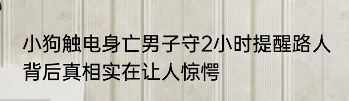 小狗触电身亡男子守2小时提醒路人 背后真相实在让人惊愕