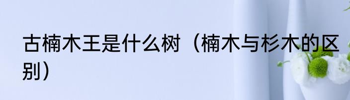 古楠木王是什么树（楠木与杉木的区别）