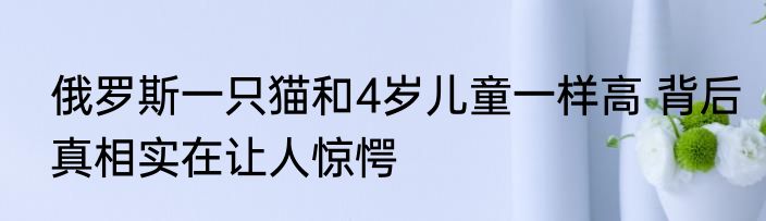 俄罗斯一只猫和4岁儿童一样高 背后真相实在让人惊愕