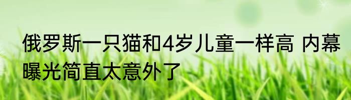 俄罗斯一只猫和4岁儿童一样高 内幕曝光简直太意外了
