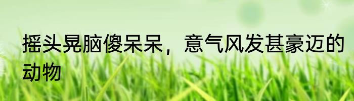 摇头晃脑傻呆呆，意气风发甚豪迈的动物