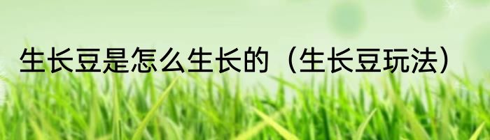 生长豆是怎么生长的（生长豆玩法）