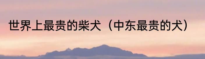 世界上最贵的柴犬（中东最贵的犬）