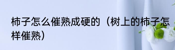 柿子怎么催熟成硬的（树上的柿子怎样催熟）