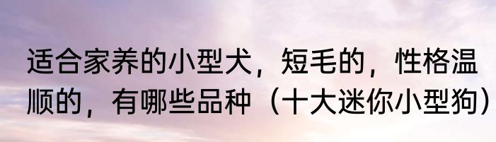 适合家养的小型犬，短毛的，性格温顺的，有哪些品种（十大迷你小型狗）