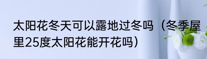 太阳花冬天可以露地过冬吗（冬季屋里25度太阳花能开花吗）