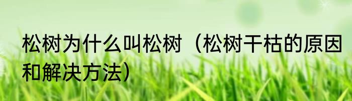 松树为什么叫松树（松树干枯的原因和解决方法）
