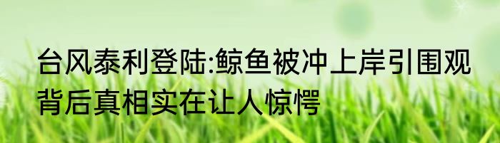 台风泰利登陆:鲸鱼被冲上岸引围观 背后真相实在让人惊愕