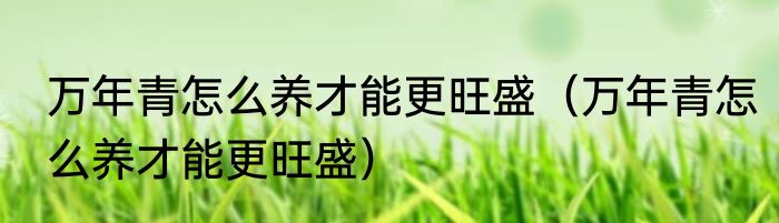万年青怎么养才能更旺盛（万年青怎么养才能更旺盛）