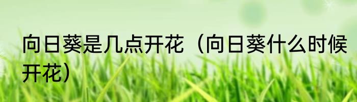 向日葵是几点开花（向日葵什么时候开花）