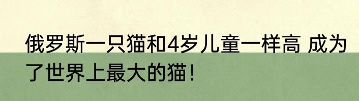 俄罗斯一只猫和4岁儿童一样高 成为了世界上最大的猫！