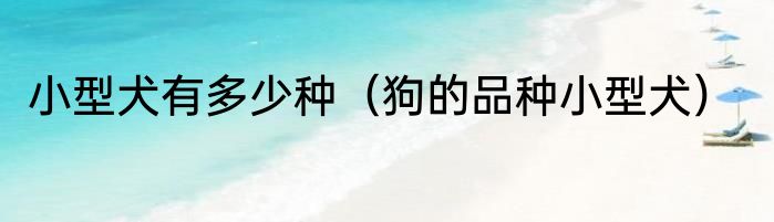 小型犬有多少种（狗的品种小型犬）