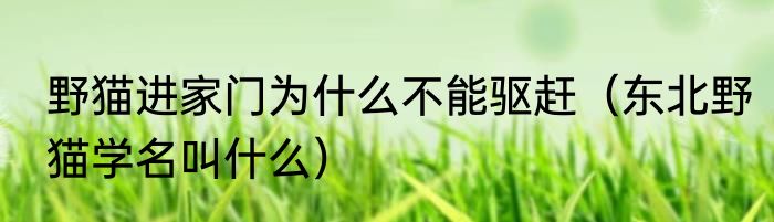 野猫进家门为什么不能驱赶（东北野猫学名叫什么）