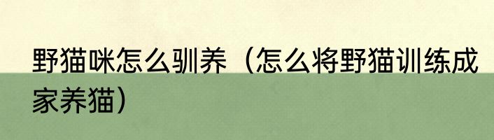野猫咪怎么驯养（怎么将野猫训练成家养猫）