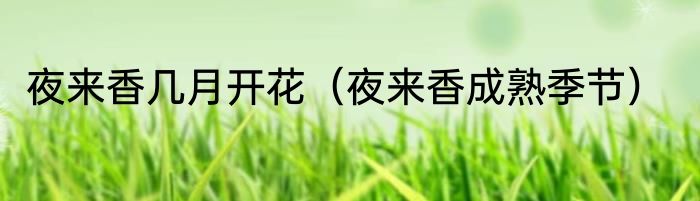 夜来香几月开花（夜来香成熟季节）