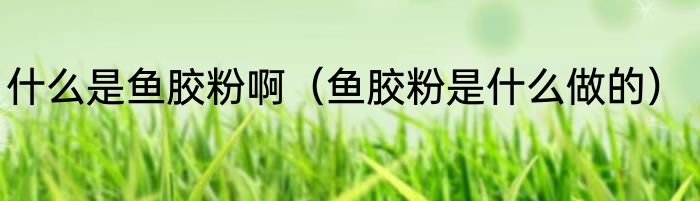 什么是鱼胶粉啊（鱼胶粉是什么做的）