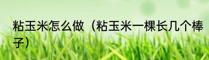 粘玉米怎么做（粘玉米一棵长几个棒子）