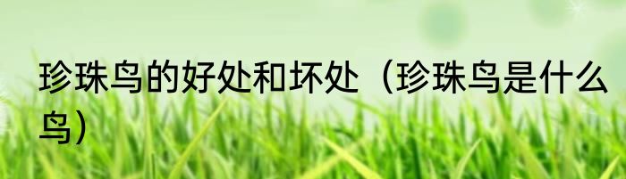 珍珠鸟的好处和坏处（珍珠鸟是什么鸟）