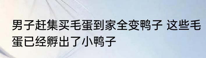 男子赶集买毛蛋到家全变鸭子 这些毛蛋已经孵出了小鸭子