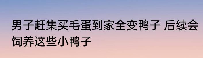 男子赶集买毛蛋到家全变鸭子 后续会饲养这些小鸭子