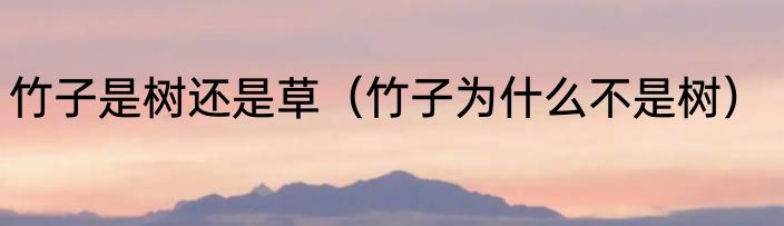 竹子是树还是草（竹子为什么不是树）