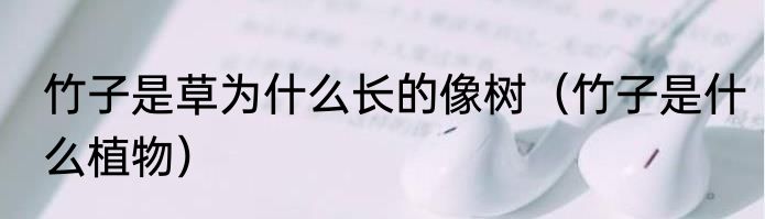 竹子是草为什么长的像树（竹子是什么植物）
