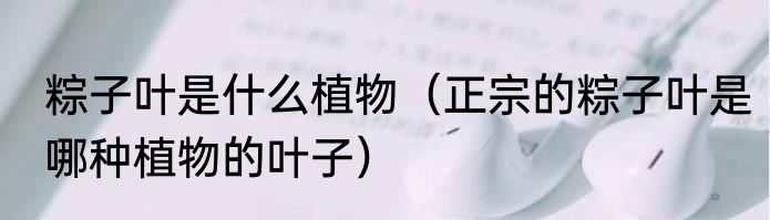 粽子叶是什么植物（正宗的粽子叶是哪种植物的叶子）