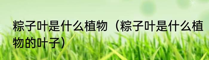 粽子叶是什么植物（粽子叶是什么植物的叶子）