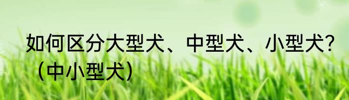 如何区分大型犬、中型犬、小型犬？（中小型犬）