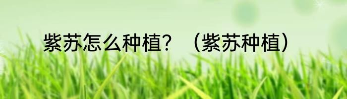 紫苏怎么种植？（紫苏种植）