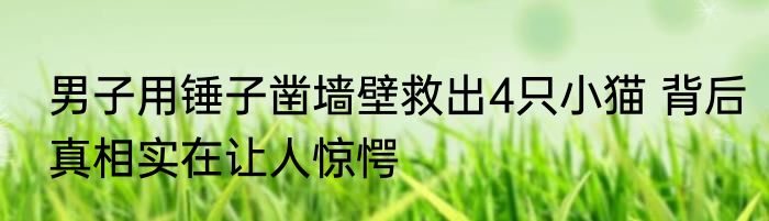 男子用锤子凿墙壁救出4只小猫 背后真相实在让人惊愕