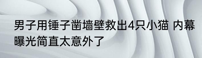 男子用锤子凿墙壁救出4只小猫 内幕曝光简直太意外了
