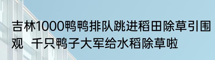 吉林1000鸭鸭排队跳进稻田除草引围观  千只鸭子大军给水稻除草啦