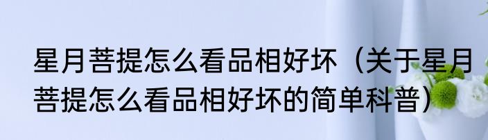星月菩提怎么看品相好坏（关于星月菩提怎么看品相好坏的简单科普）