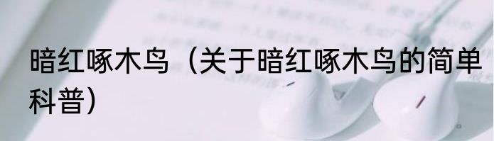 暗红啄木鸟（关于暗红啄木鸟的简单科普）